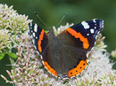 Fotos_Fliegen, Mücken, Schnaken