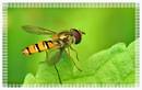 Fotos_Fliegen, Mücken, Schnaken