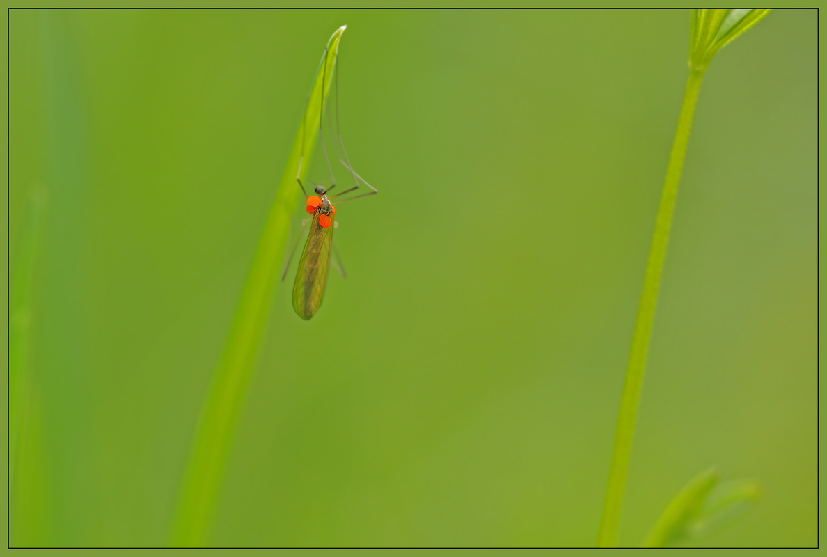Parasiten