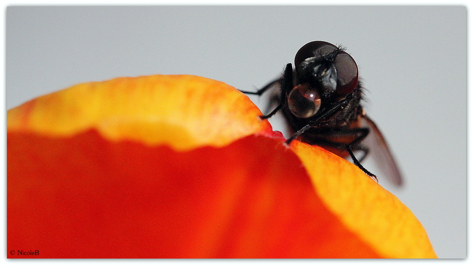 Fliege auf Tulpe