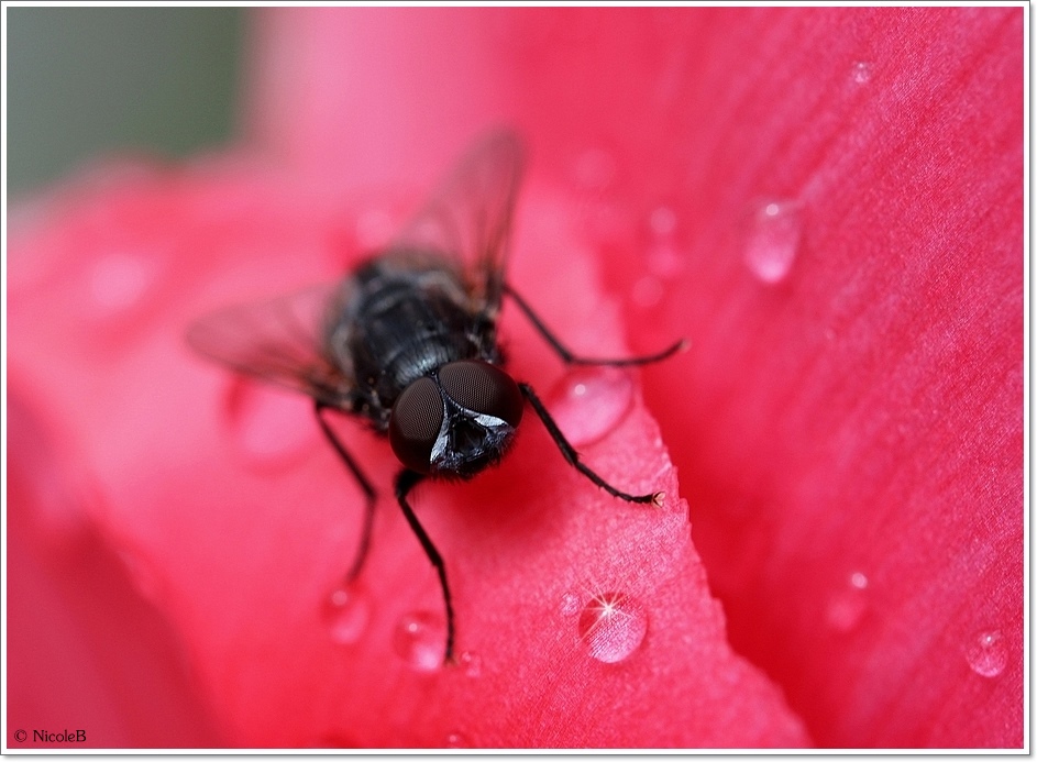 Fliege auf Tulpe