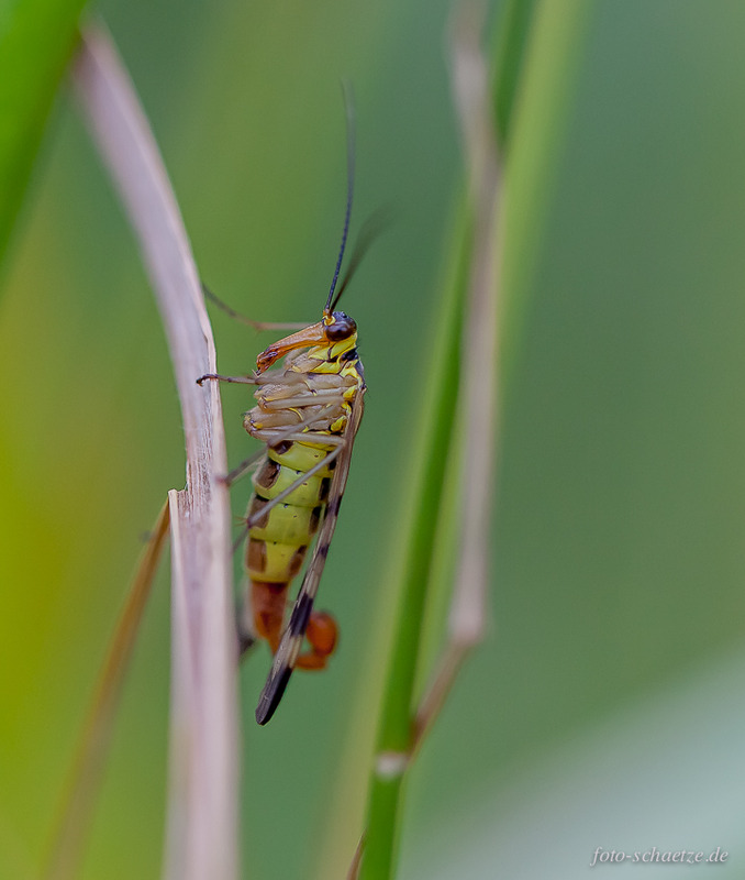 Männliche Skorpionsfliege