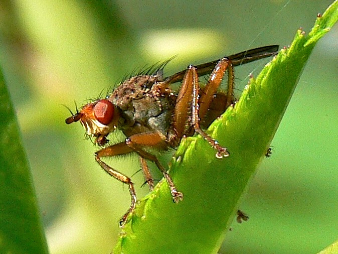 Dungfliege