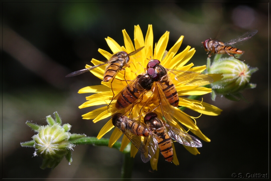 Wegen Überfüllung geschlossen