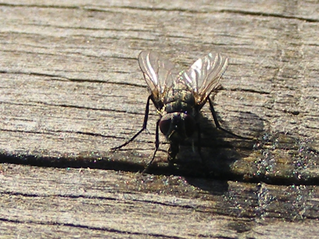 Fliege auf dem Brett