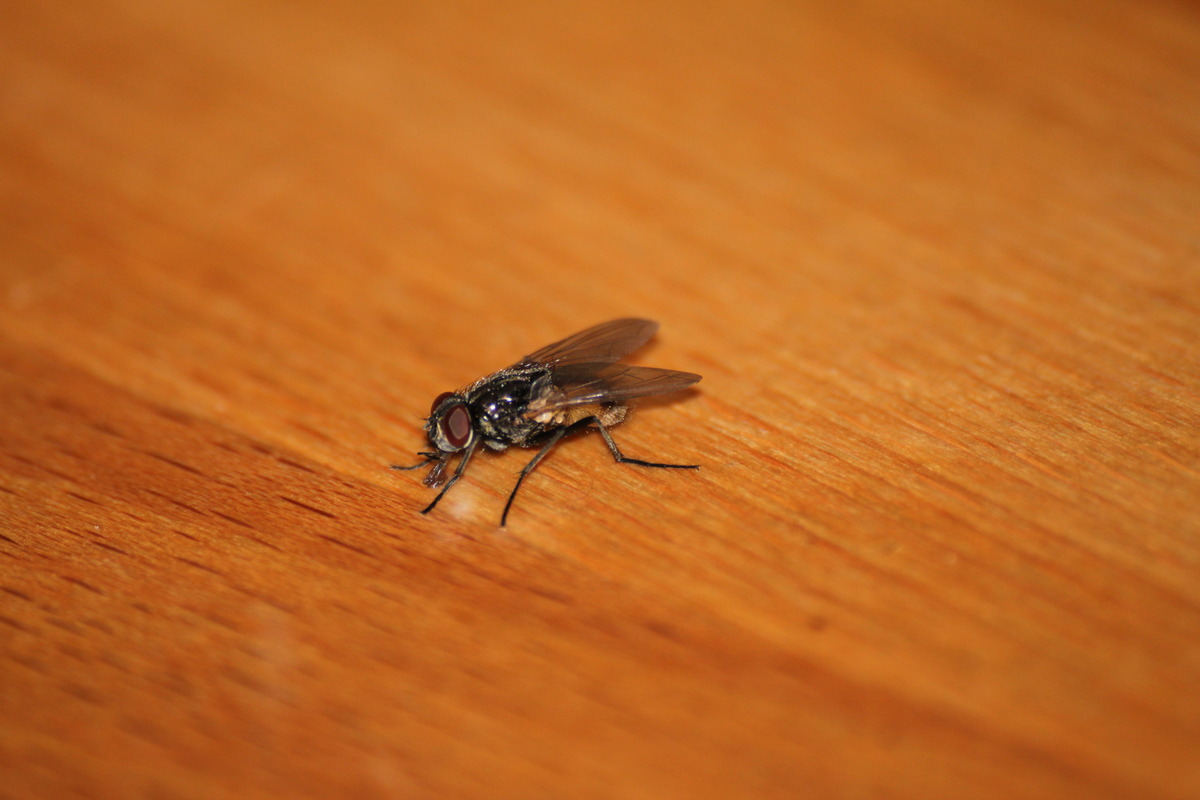 Fliege