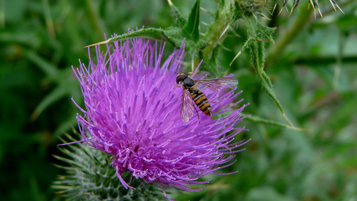 Insect!
