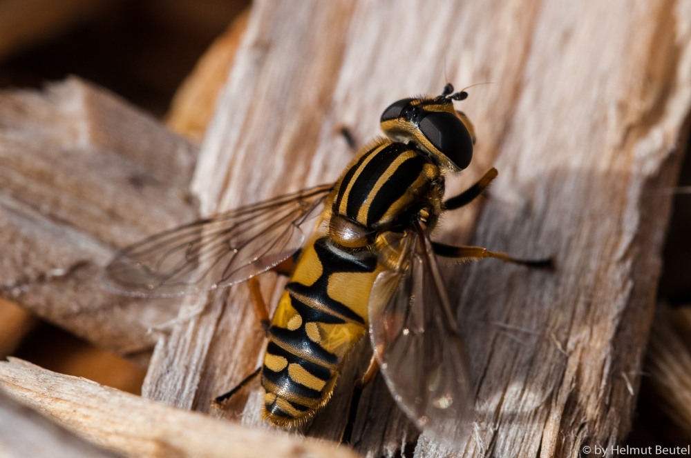 Gemeine Sumpfschwebfliege
