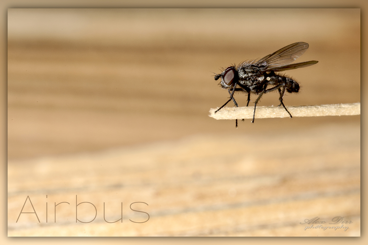 Airbus