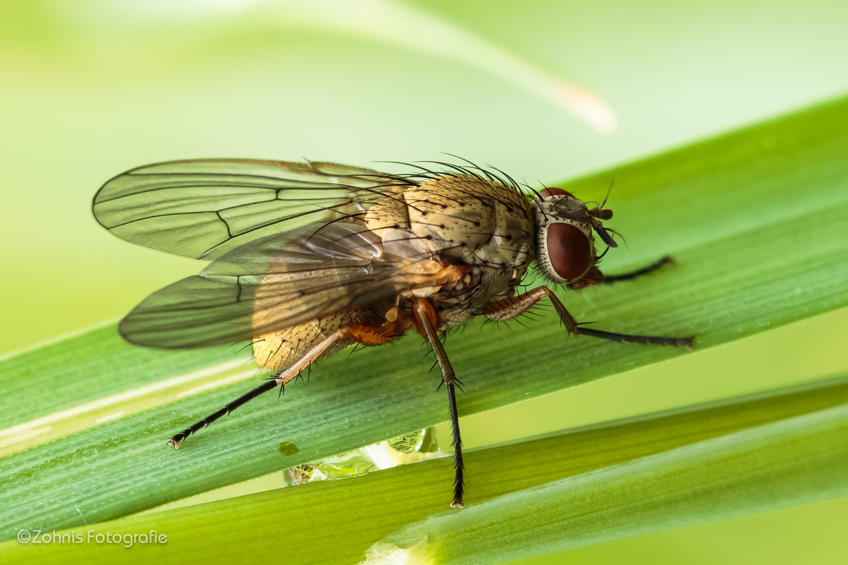Ne Fliesche