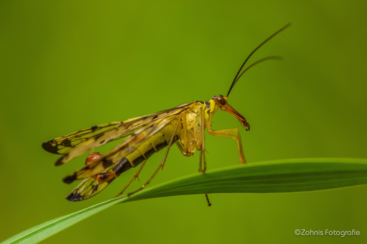 Skorpionsfliege