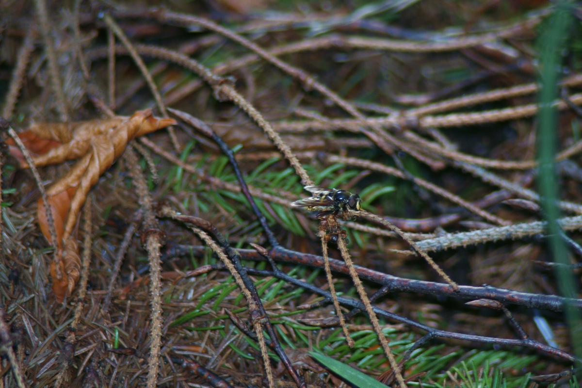 Im Wald