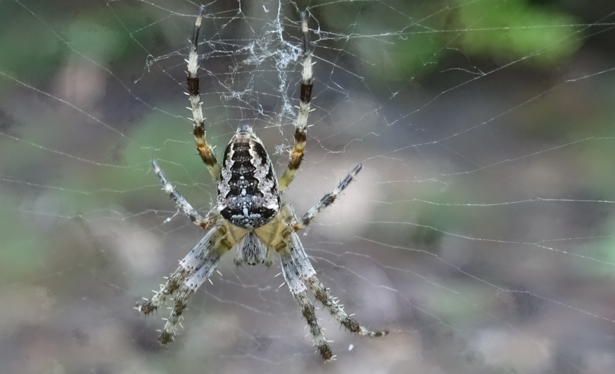 Gartenkreutzspinne