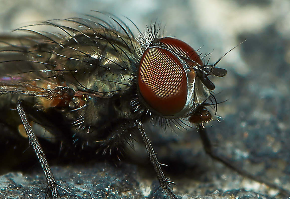 Porträt einer Fliege