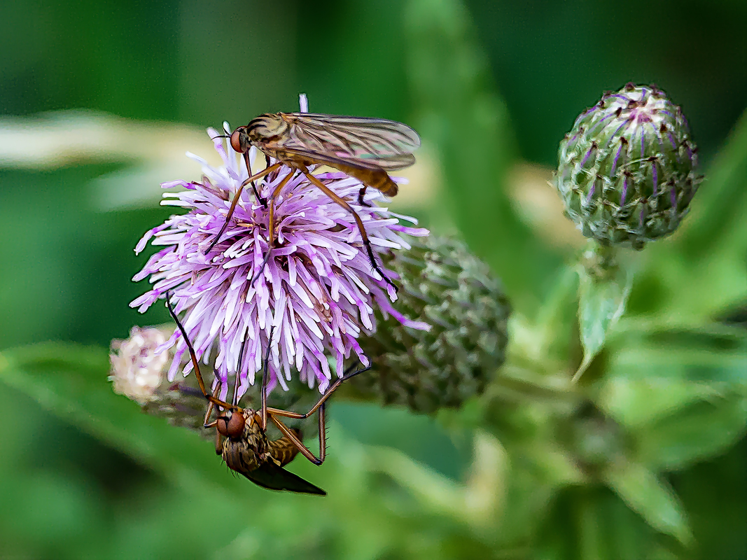 Gewürfelte Tanzfliegen (Empis tesselata)