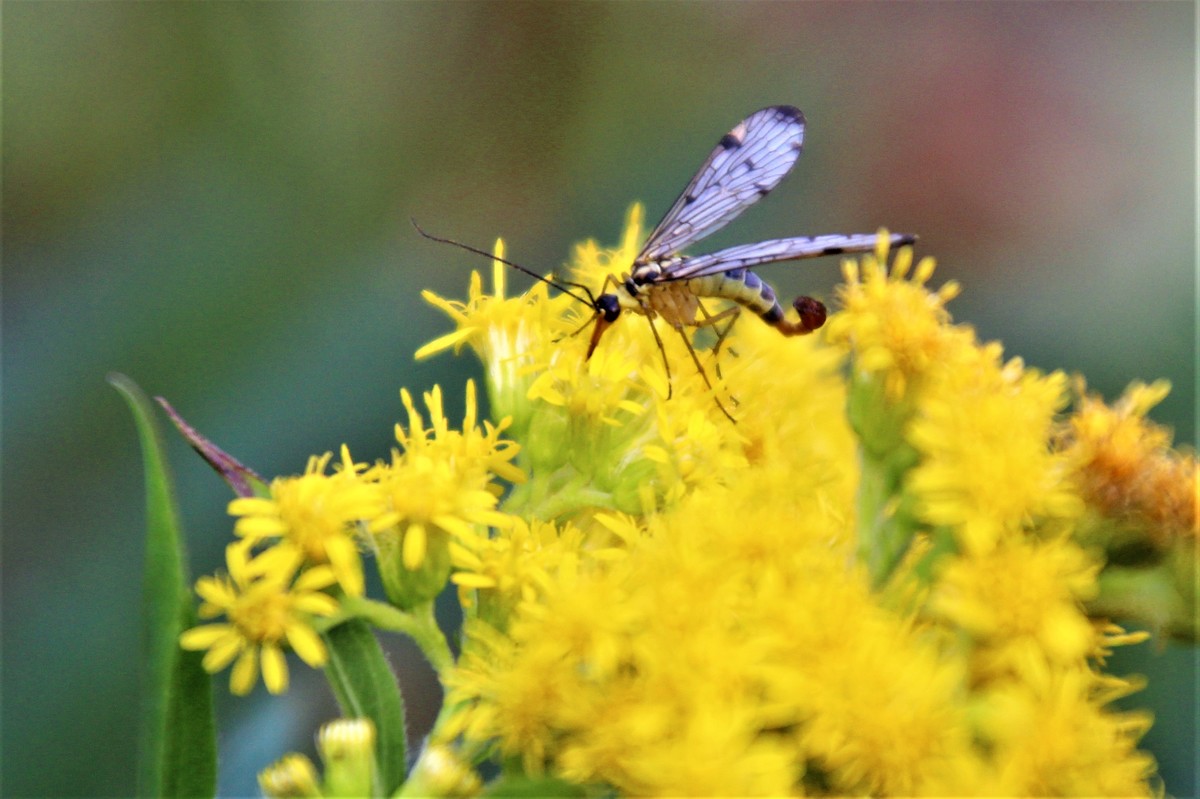 Insekten-Landeplatz