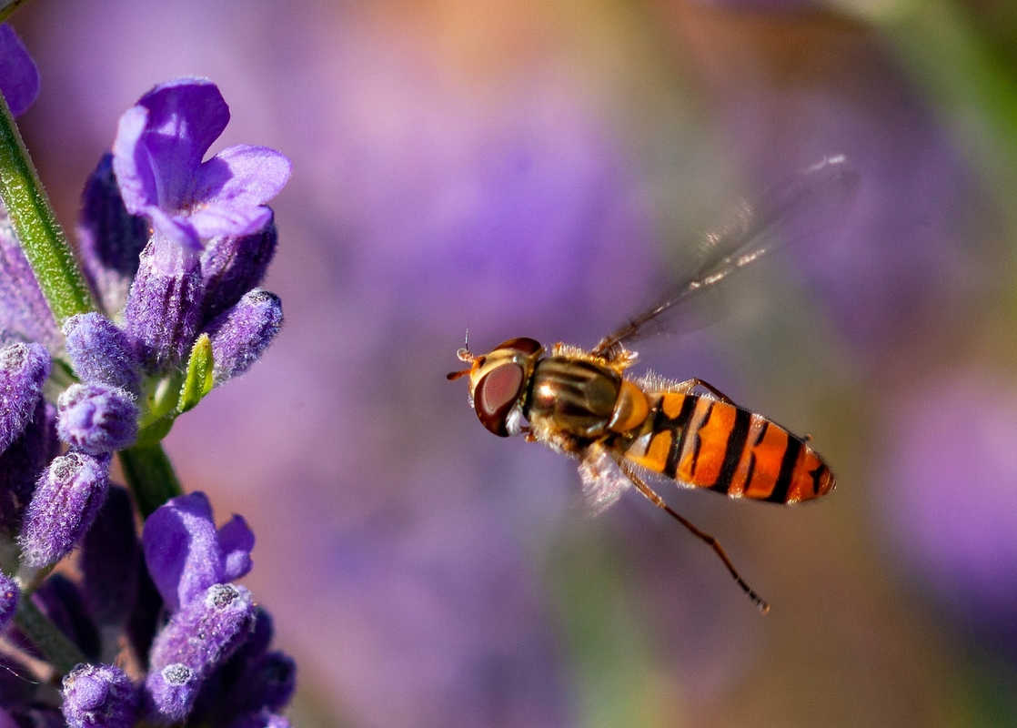 Schwebfliege im Flug