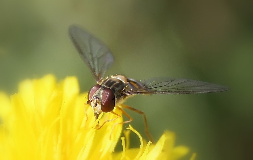 Große Augen