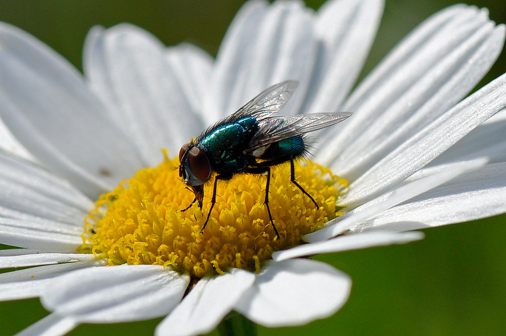 Fliege