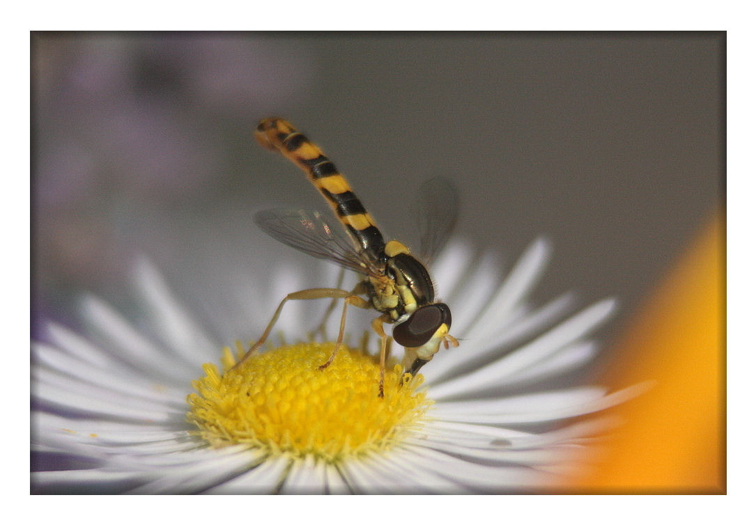 Langbauchschwebfliegen-Männlein