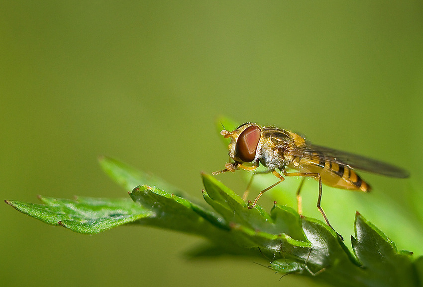 Schwebfliege
