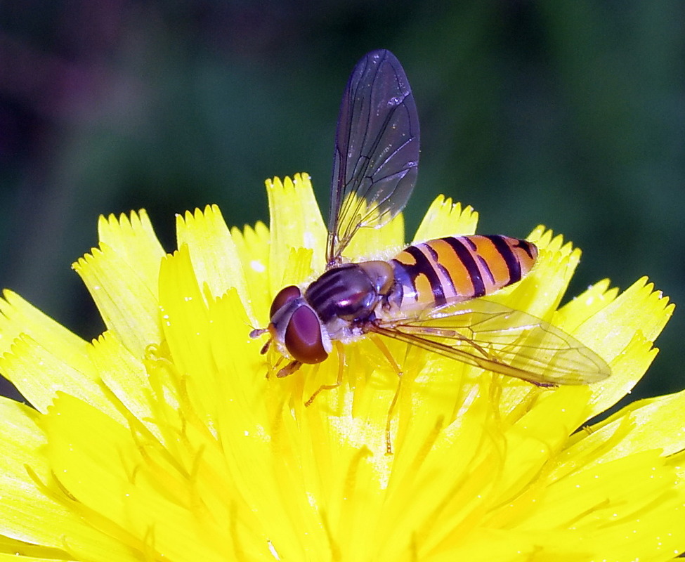 Schwebfliege