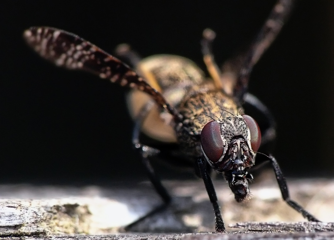 > Monsterfly <