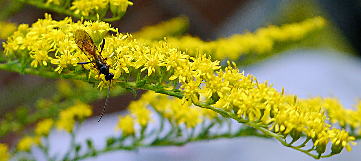 Thema des Tages Insekten
