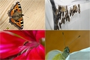 Fotos_Puppen, Raupen, Larven
