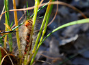 Fotos_Puppen, Raupen, Larven