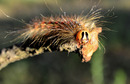 Fotos_Puppen, Raupen, Larven