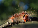 Fotos_Puppen, Raupen, Larven