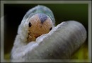 Fotos_Puppen, Raupen, Larven