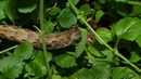Fotos_Puppen, Raupen, Larven
