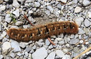 Große Raupe