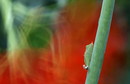 Fotos_Puppen, Raupen, Larven