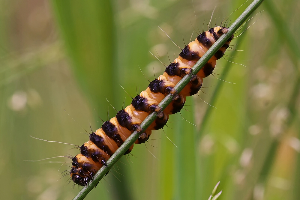 Raupe des Jakobskrautbären