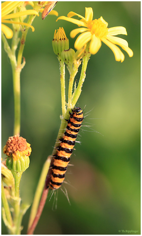 Raupe des Jakobskrautbär