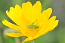 Grashüpfer auf Blüte