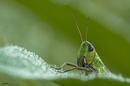 Grasshopper