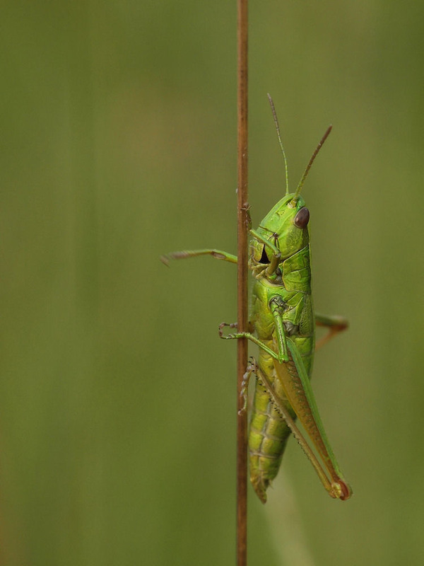 Gemeiner Grashüpfer