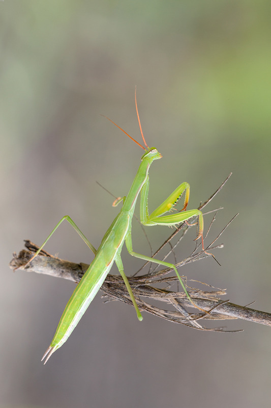 Mantis