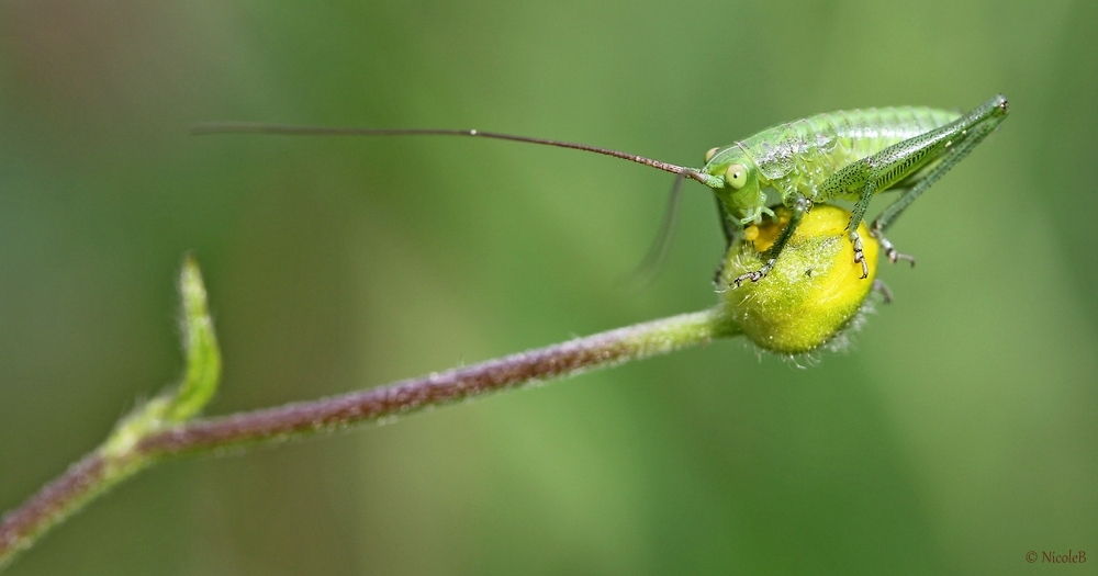 Baby- Schrecke auf Hahnenfuss