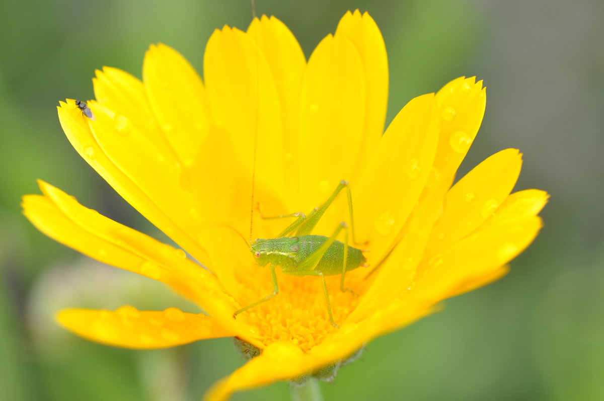 Grashüpfer auf Blüte