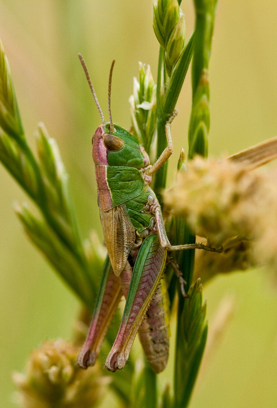 Ein Heupferdchen...