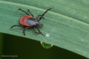 Gemeine Holzbock (Ixodes ricinus)