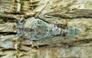 Krachmacher (Zikade)