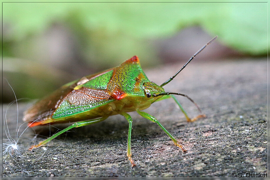 Klein, bunt und komisch