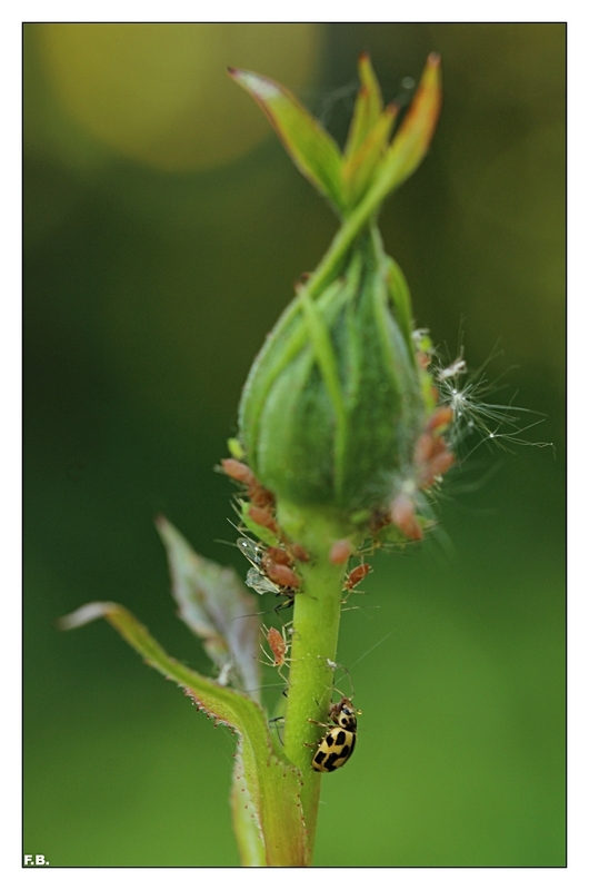 Reich gedeckter Tisch