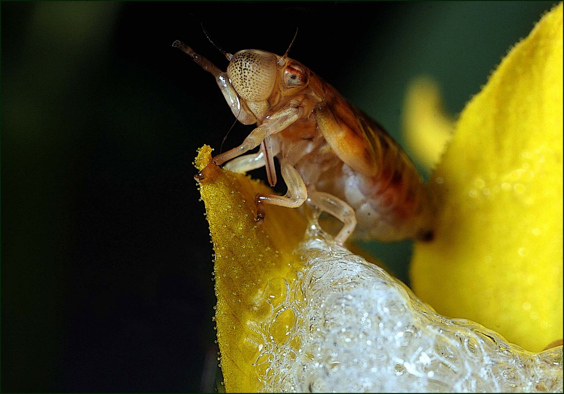Frisch geschlüpft